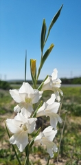 Gladiolus carinatus