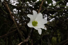 Clematis paniculata