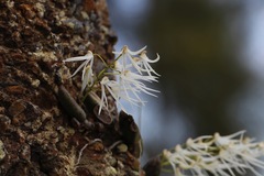 Dendrobium linguiforme