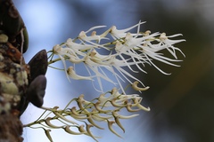 Dendrobium linguiforme