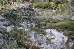 Dendrobium linguiforme