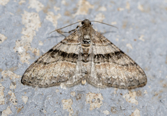 Xanthorhoe