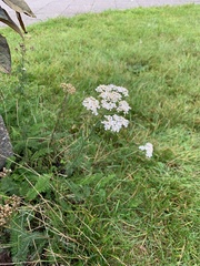 Achillea millefolium
