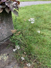 Achillea millefolium