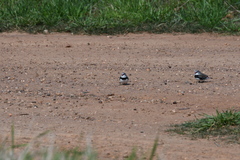 Stagonopleura guttata