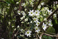 Clematis paniculata