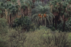 Parabuteo unicinctus