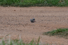 Stagonopleura guttata