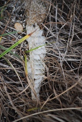 Coluber constrictor priapus