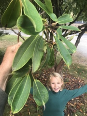 Rhododendron macrophyllum