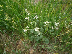 Raphanus raphanistrum raphanistrum