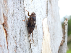 Birrima varians
