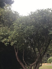 Rhododendron macrophyllum