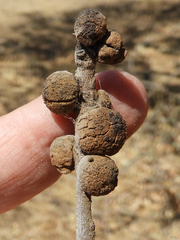 Disholcaspis mamillana