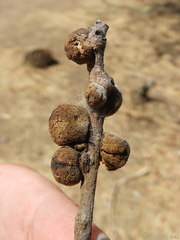 Disholcaspis mamillana