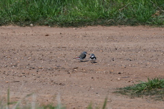 Stagonopleura guttata