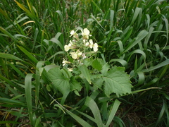 Raphanus raphanistrum raphanistrum