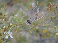 Leptospermum coriaceum