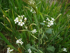 Raphanus raphanistrum raphanistrum