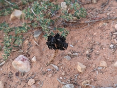 Montagnea arenaria