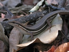 Trachylepis gravenhorstii