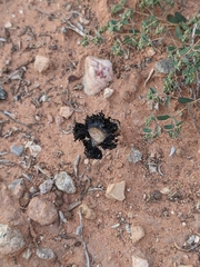 Montagnea arenaria
