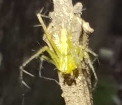 Oxyopes macilentus