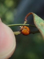 Coccinellidae