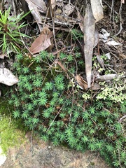 Dawsonia