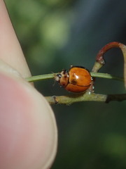 Coccinellidae