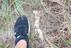 Coluber constrictor priapus