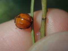 Coccinellidae