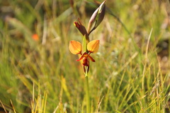 Diuris orientis