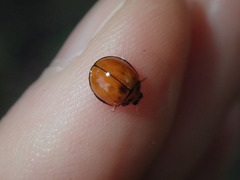 Coccinellidae