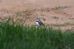 Stagonopleura guttata