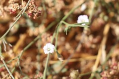 Convolvulus clementii