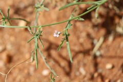 Convolvulus clementii