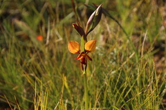 Diuris orientis