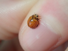 Coccinellidae