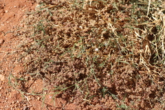 Convolvulus clementii