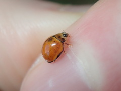 Coccinellidae