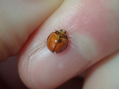 Coccinellidae