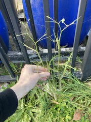 Hypochaeris albiflora