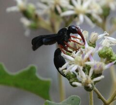 Synagris proserpina niassae