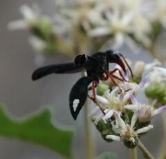 Synagris proserpina niassae