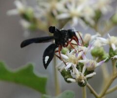Synagris proserpina niassae