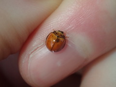 Coccinellidae
