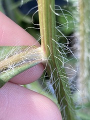 Hypochaeris albiflora