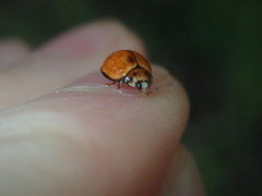 Coccinellidae