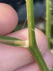 Hypochaeris albiflora